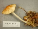 Marasmius strictipes image