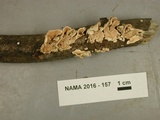 Steccherinum ochraceum image