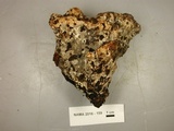 Inonotus dryadeus image