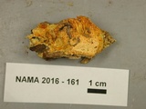 Pycnoporellus alboluteus image