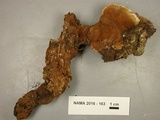 Ganoderma curtisii image
