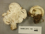 Lactarius subvellereus image