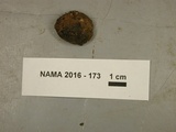 Hymenoscyphus fructigenus image