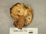 Lactifluus corrugis image