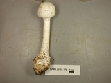 Amanita subcokeri image