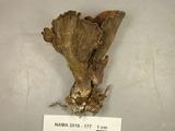 Gomphus clavatus image