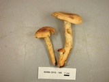 Lactarius volemus image