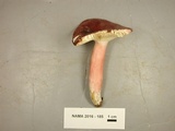 Russula mariae image