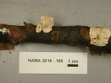 Diatrype stigma image