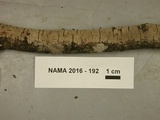 Peniophora cinerea image