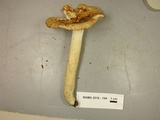 Russula fragrantissima image
