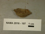 Calocera cornea image