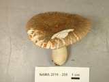 Russula crustosa image