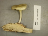 Chrysomphalina strombodes image