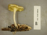 Chrysomphalina strombodes image