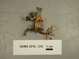 Leotia viscosa image