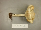 Melanoleuca alboflavida image