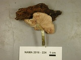Pluteus americanus image