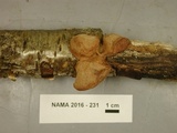 Hapalopilus rutilans image