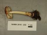 Amanita amerifulva image
