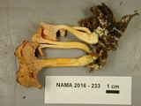 Cantharellus ignicolor image