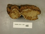 Fomes excavatus image