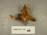 Gymnopus subnudus image