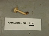 Lactarius chrysorrheus image
