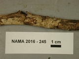 Fibrodontia gossypina image