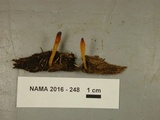 Microglossum rufum image