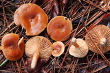 Lactarius subflammeus image