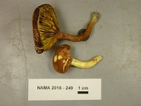 Phylloporus rhodoxanthus image