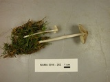 Mycena niveipes image