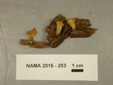 Dacryopinax spathularia image
