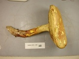 Boletus pallidoroseus image