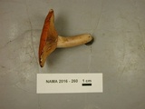 Lactarius peckii image