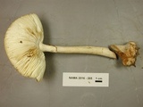 Amanita brunnescens image