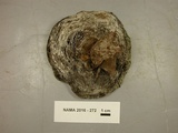 Coltricia montagnei var. greenei image