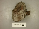 Coltricia montagnei var. greenei image