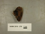 Nigroporus vinosus image