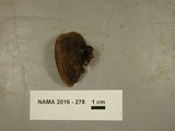 Nigroporus vinosus image