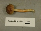 Aureoboletus auriporus image