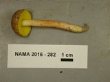 Aureoboletus auriporus image