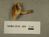 Lactarius uvidus image