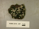 Stereocaulon saxatile image