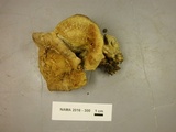 Albatrellus cristatus image