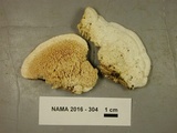 Sarcodontia pachyodon image