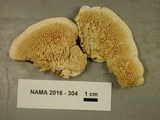 Sarcodontia pachyodon image