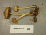 Entoloma strictius image