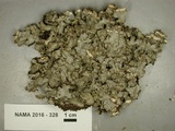 Peltigera phyllidiosa image